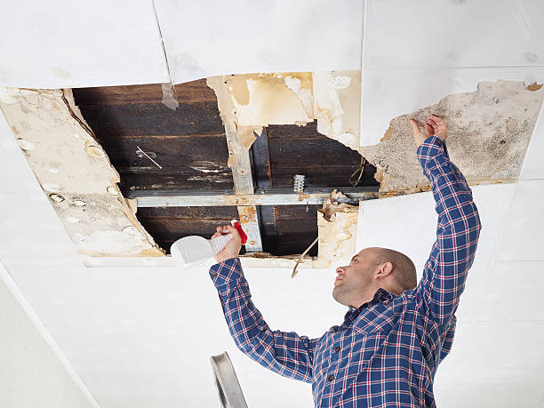 Mold Documentation for Insurance Claims in Pinconning, MI